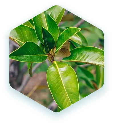 ЭФИРНОЕ МАСЛО ЧАЙНОГО ДЕРЕВА